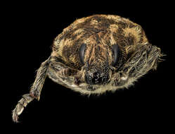 Image of Thistle Head Weevil