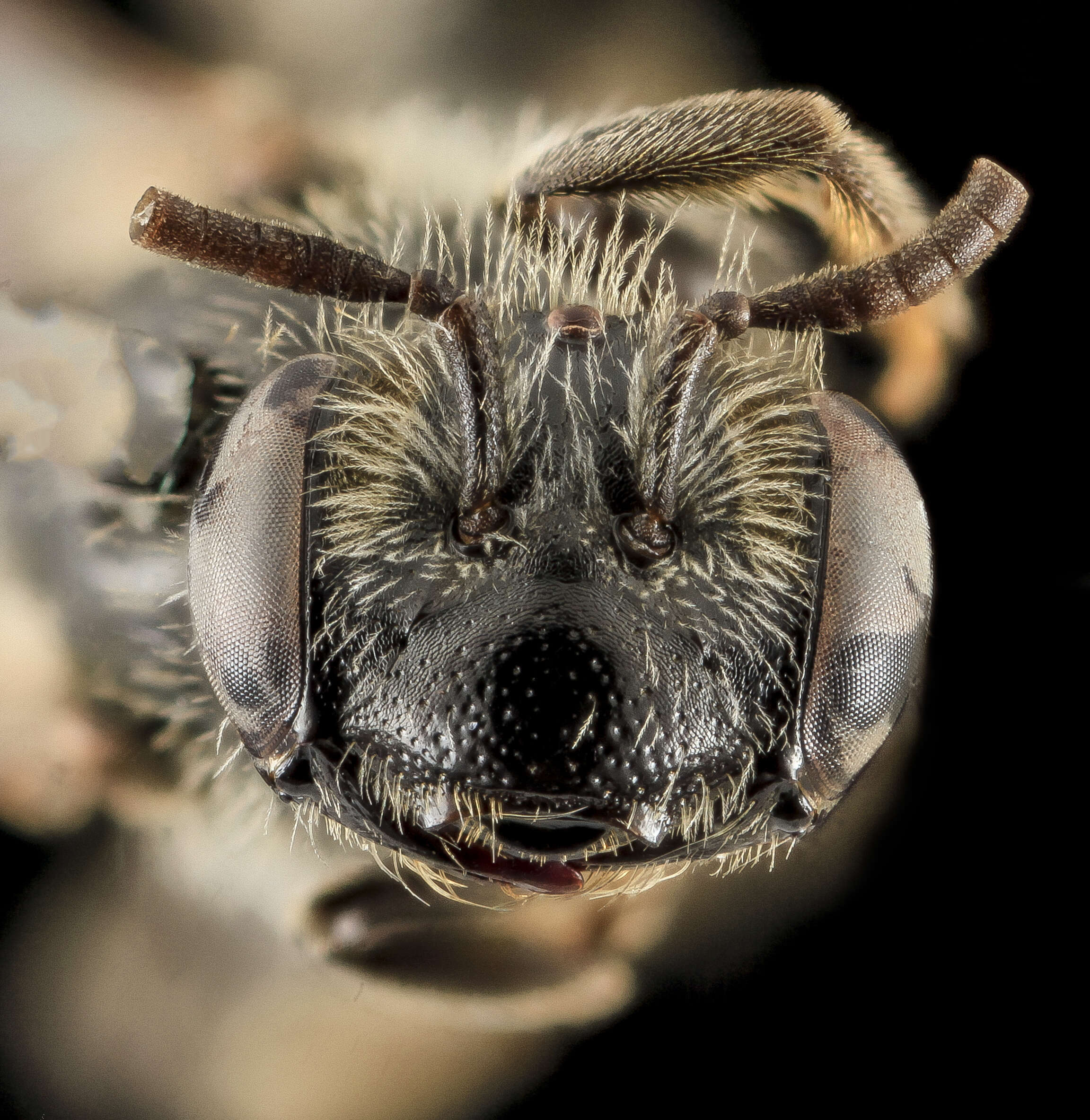 Image of Andrena melanochroa Cockerell 1898
