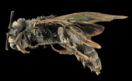 Image of Andrena melanochroa Cockerell 1898