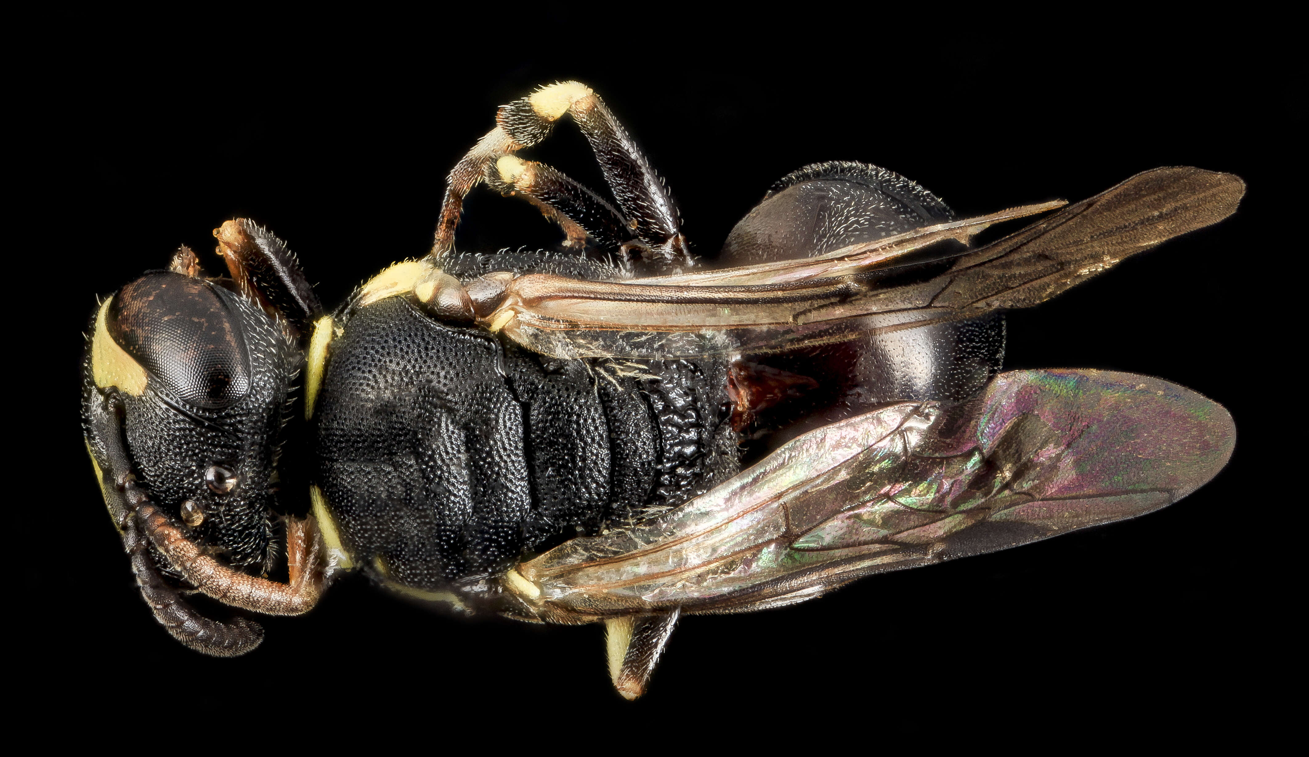 Слика од Hylaeus floridanus (Robertson 1893)