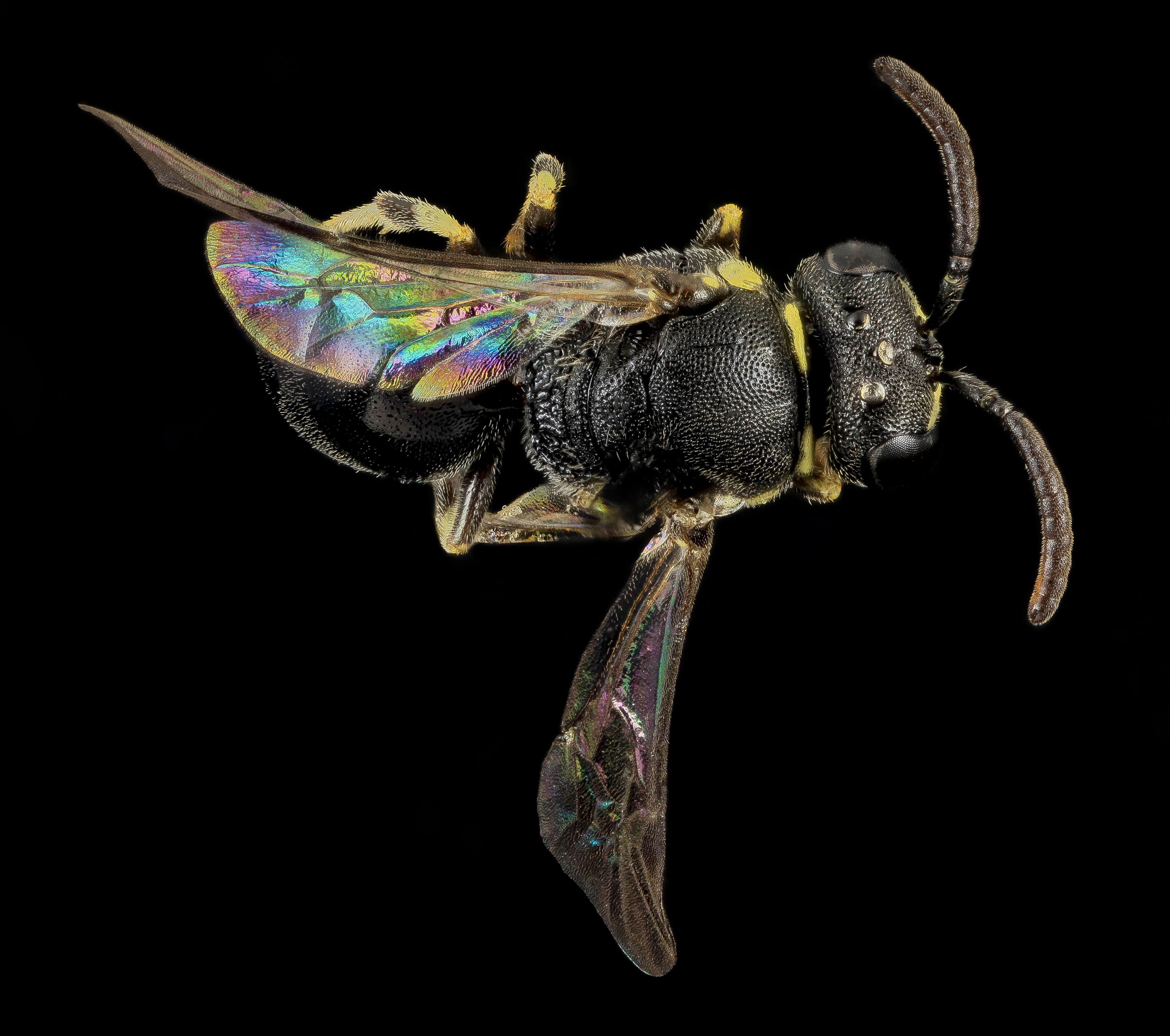 Слика од Hylaeus floridanus (Robertson 1893)