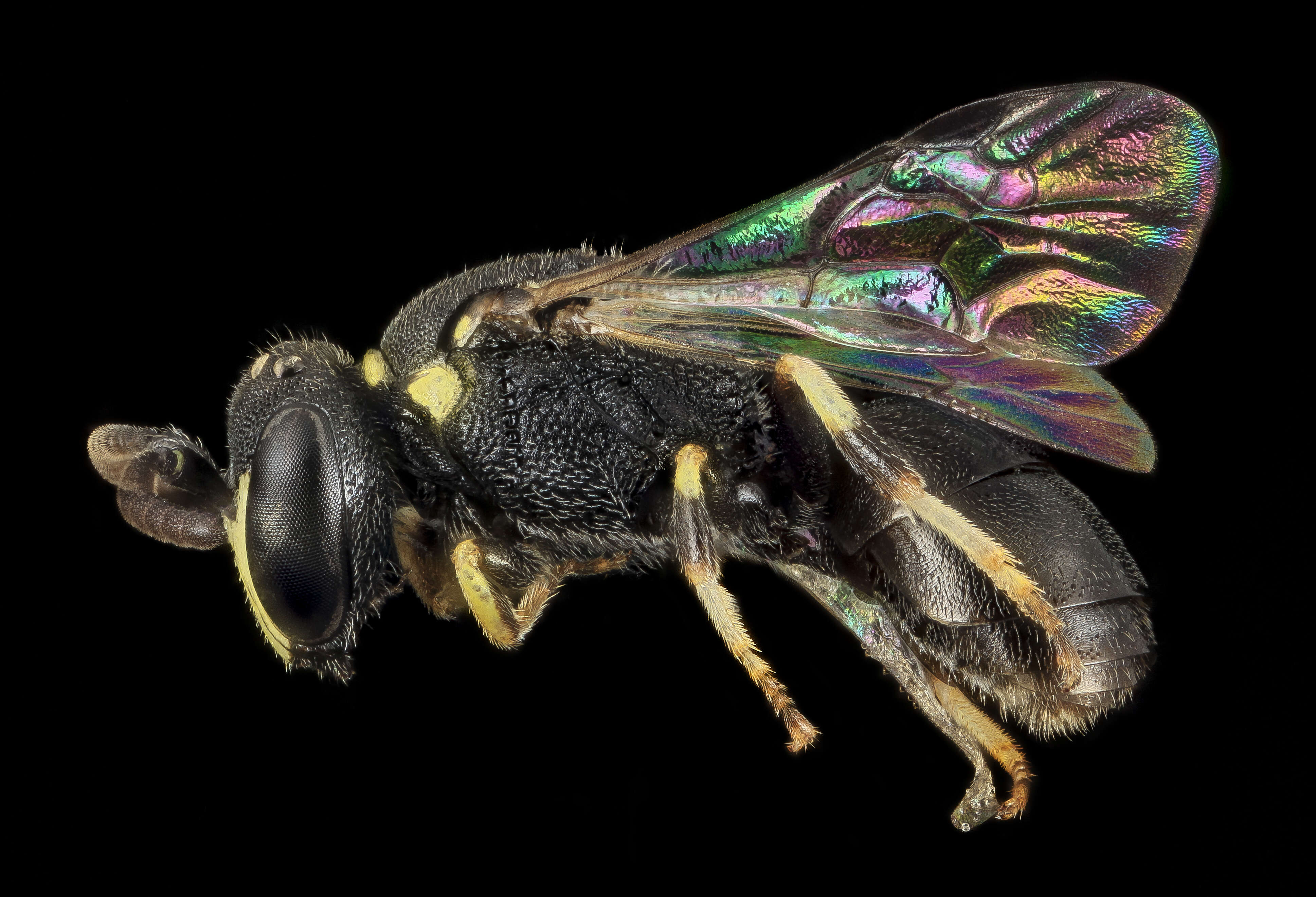 Image of Hylaeus floridanus (Robertson 1893)