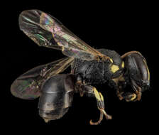 Слика од Hylaeus floridanus (Robertson 1893)