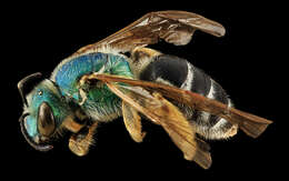 Image of Colorado Agapostemon