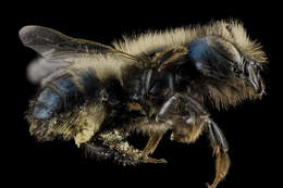 Image of Blue Orchard Bee