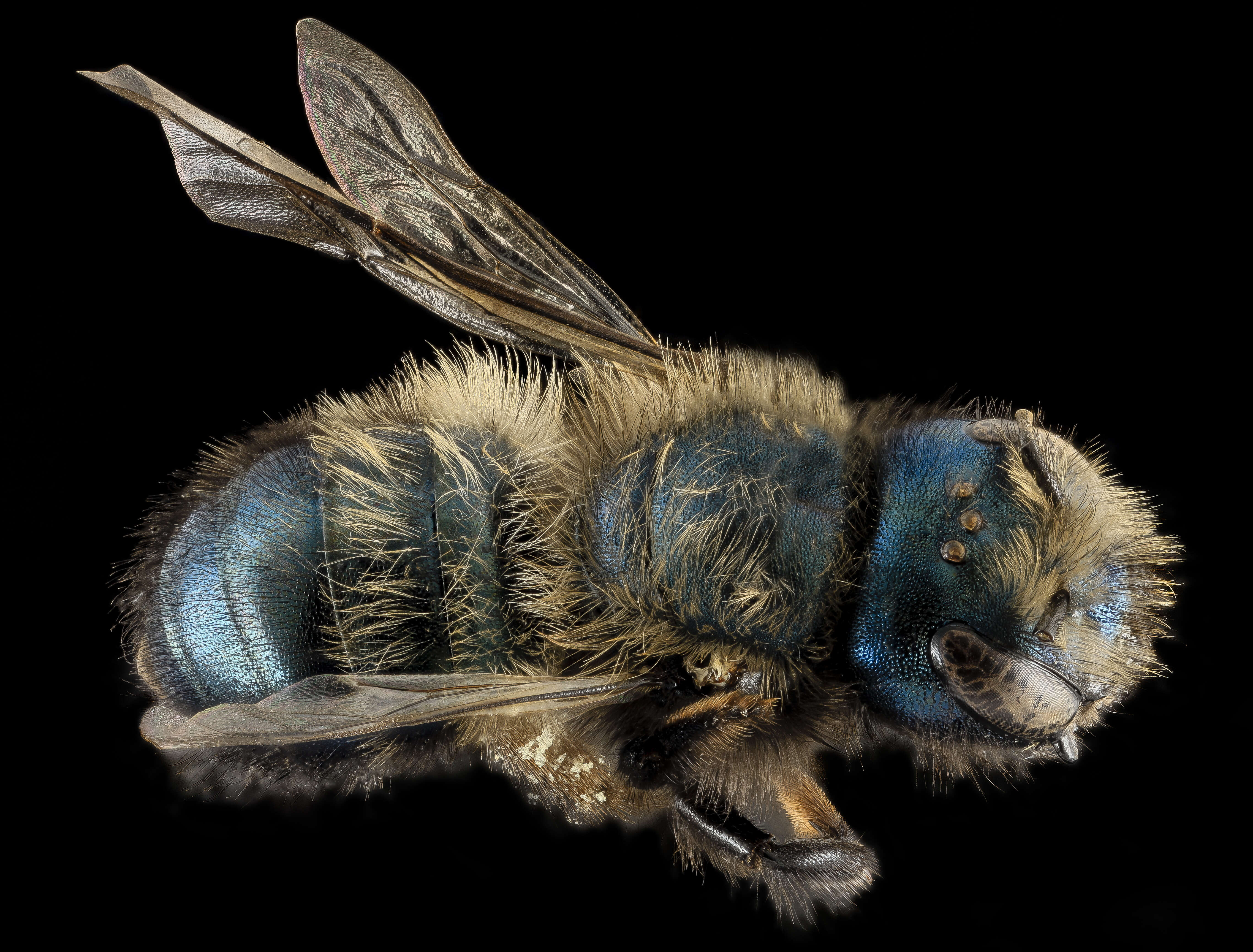 Image of Blue Orchard Bee