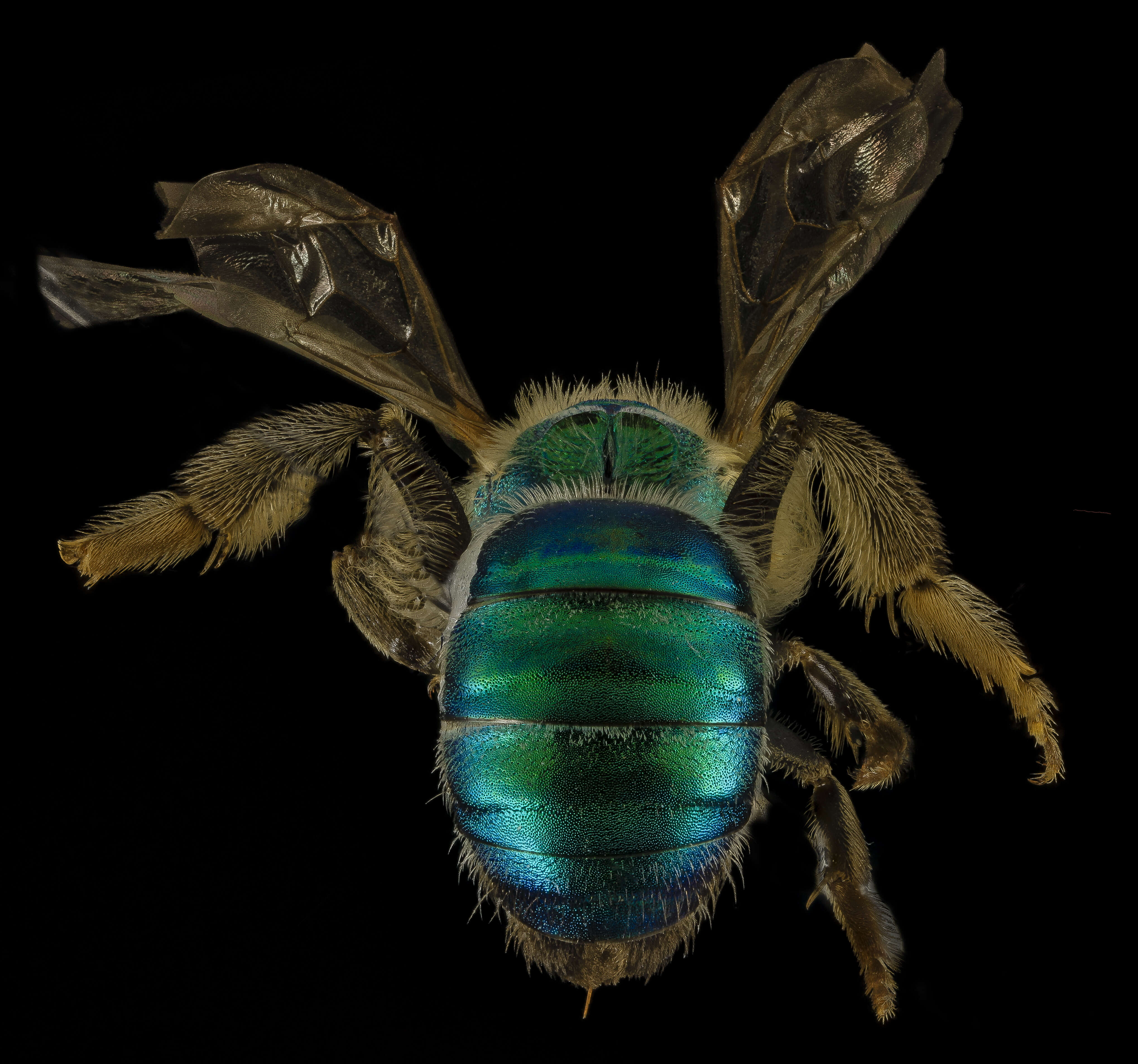 صورة Agapostemon sericeus (Förster 1771)