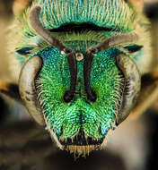 صورة Agapostemon sericeus (Förster 1771)