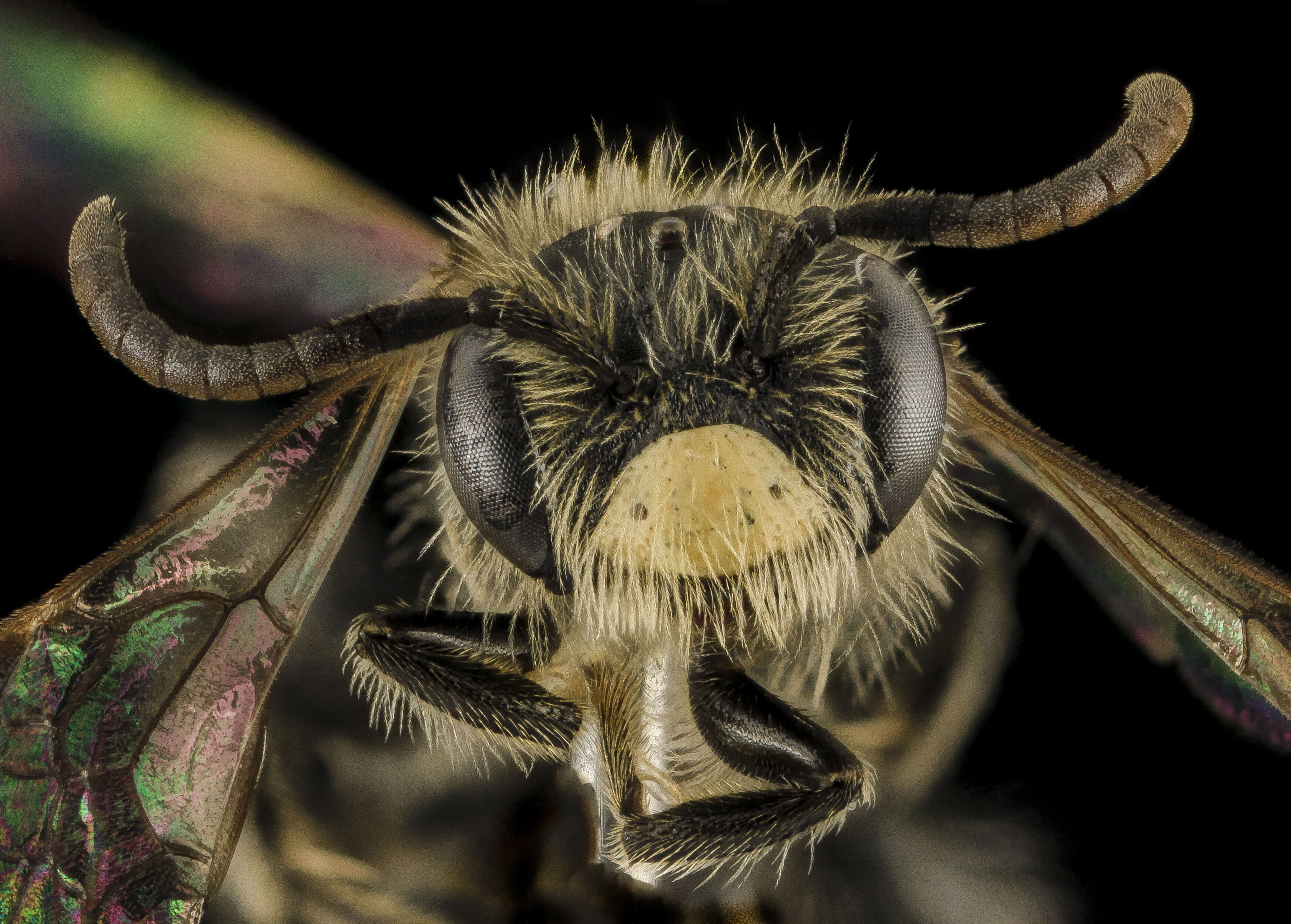 Image of Golden-Alexanders Andrena