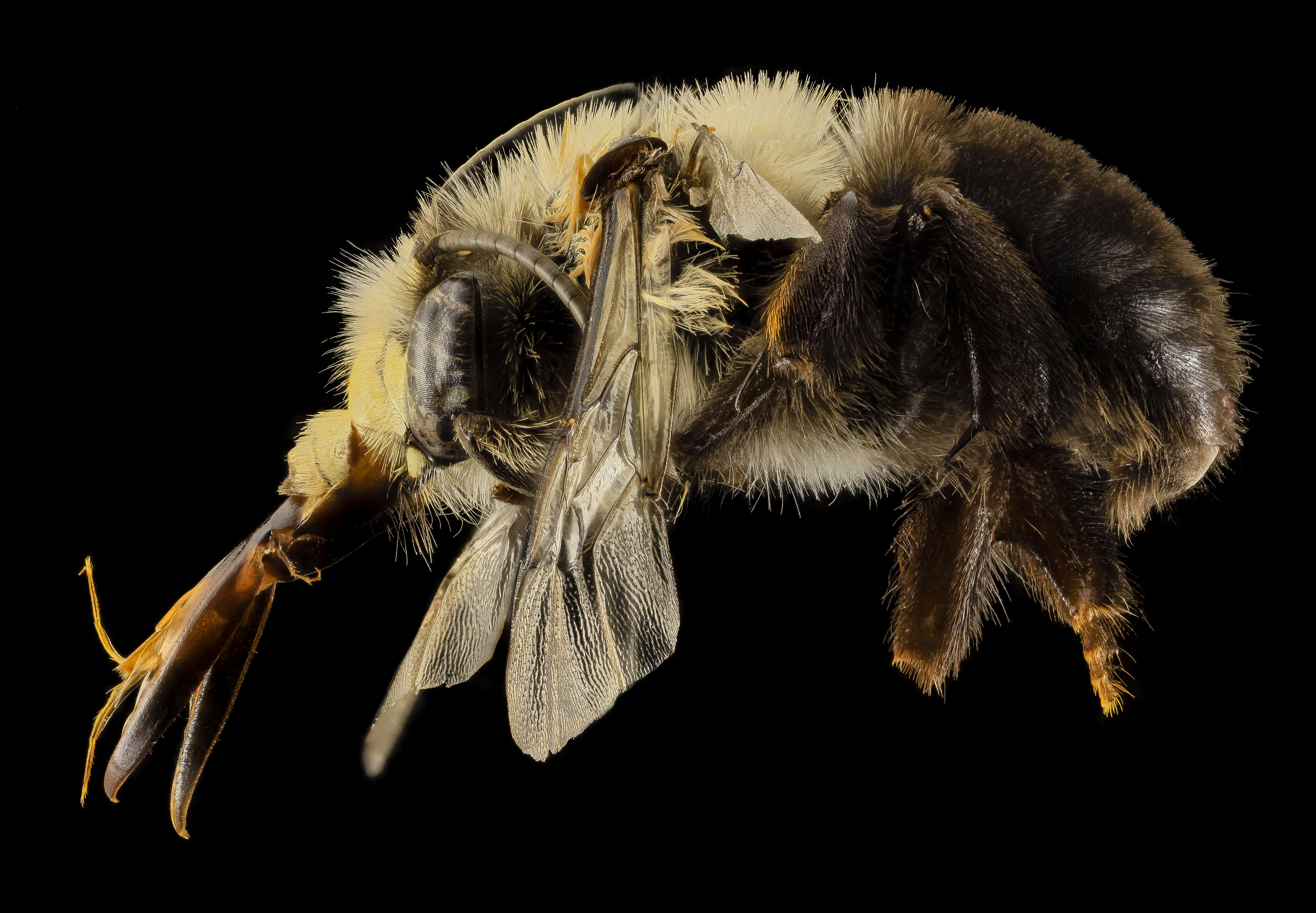 Image of Anthophora abrupta Say 1837