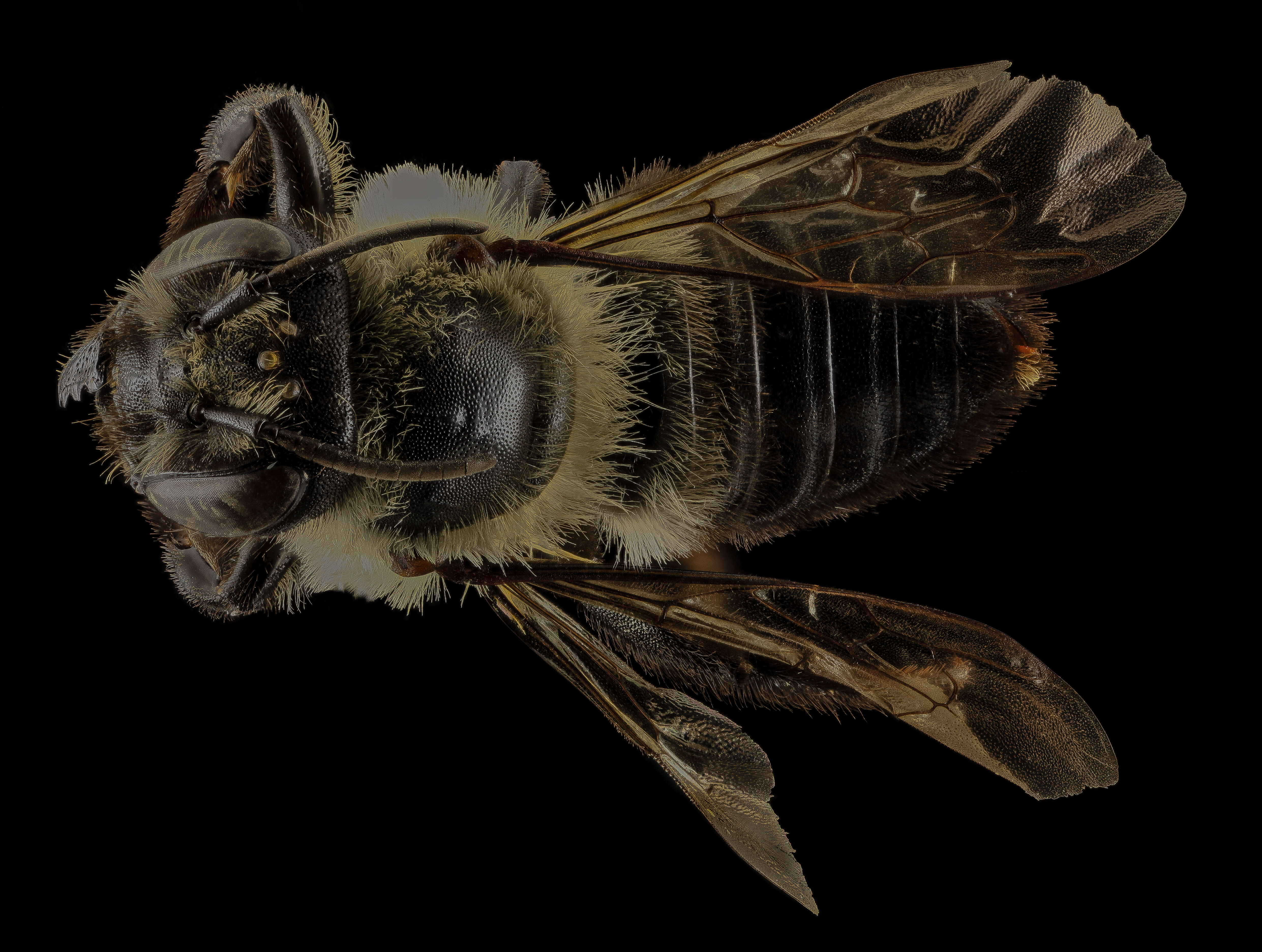 Image de Megachile gemula Cresson 1878