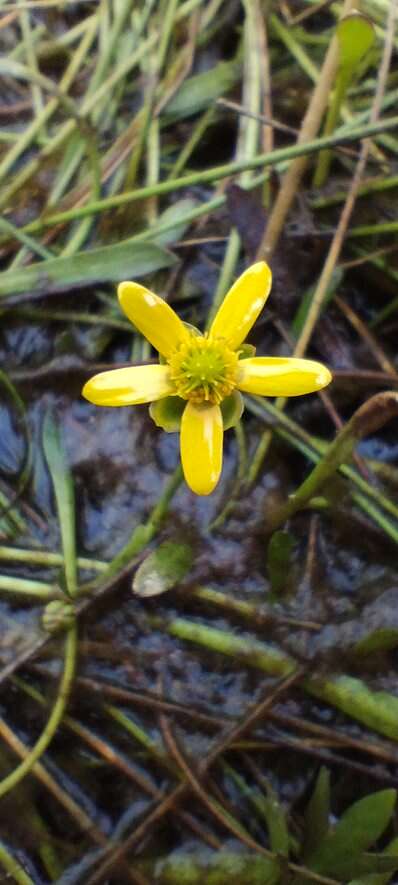 Image of Buttercup