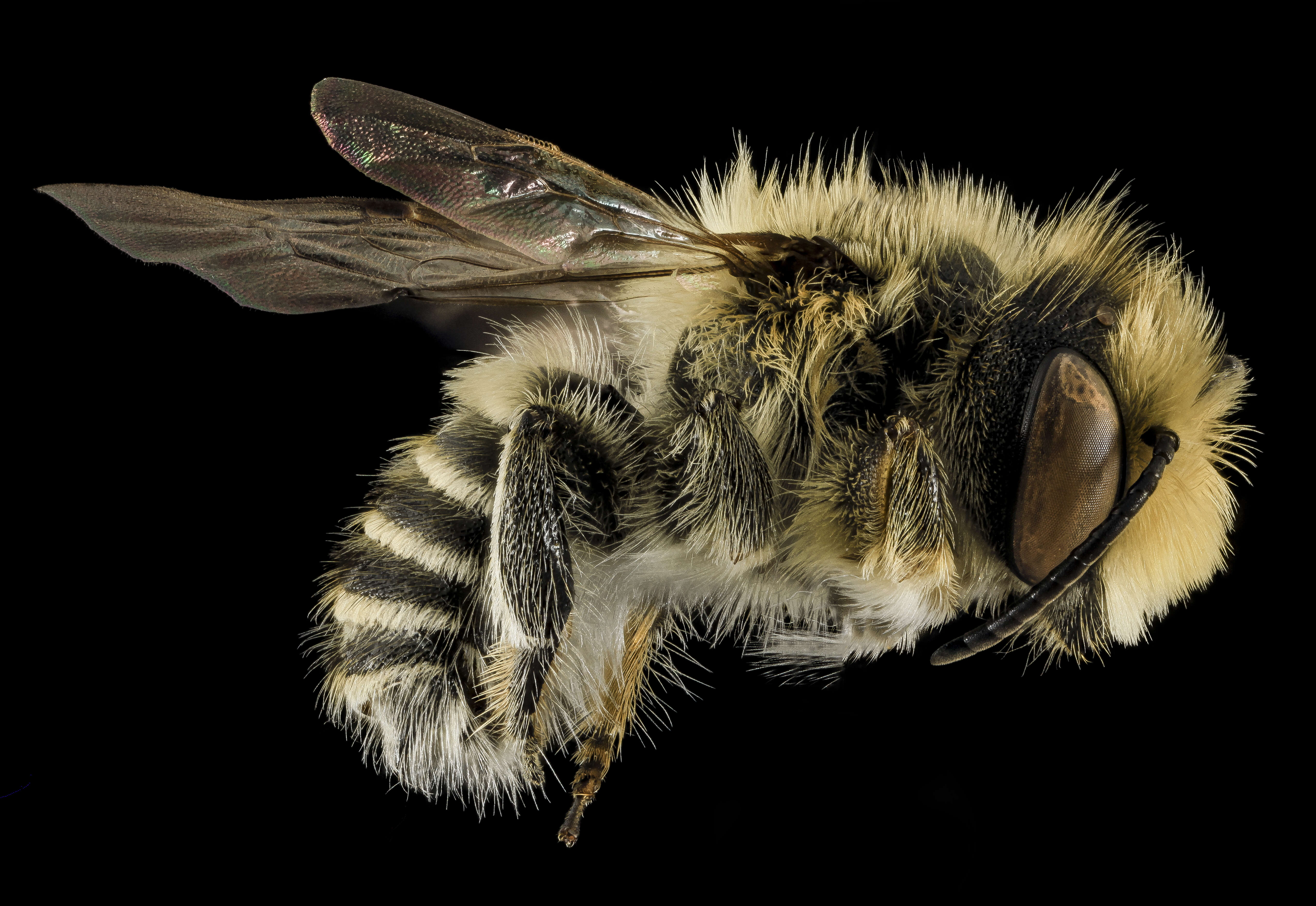 Image of Megachile rubi Mitchell 1924