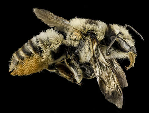 Image of Broad-handed Leaf-cutter Bee