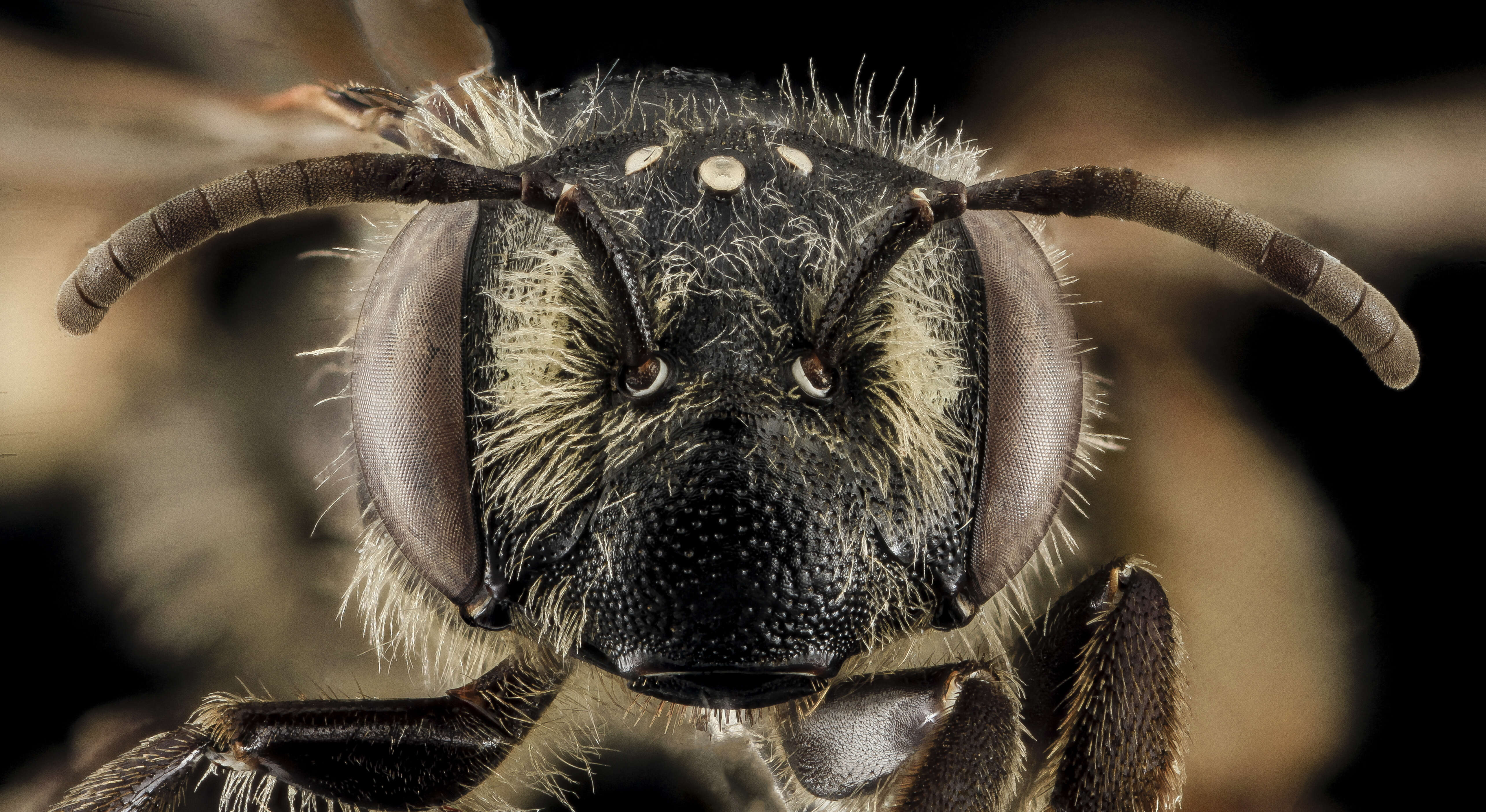 Image of Cresson's Andrena