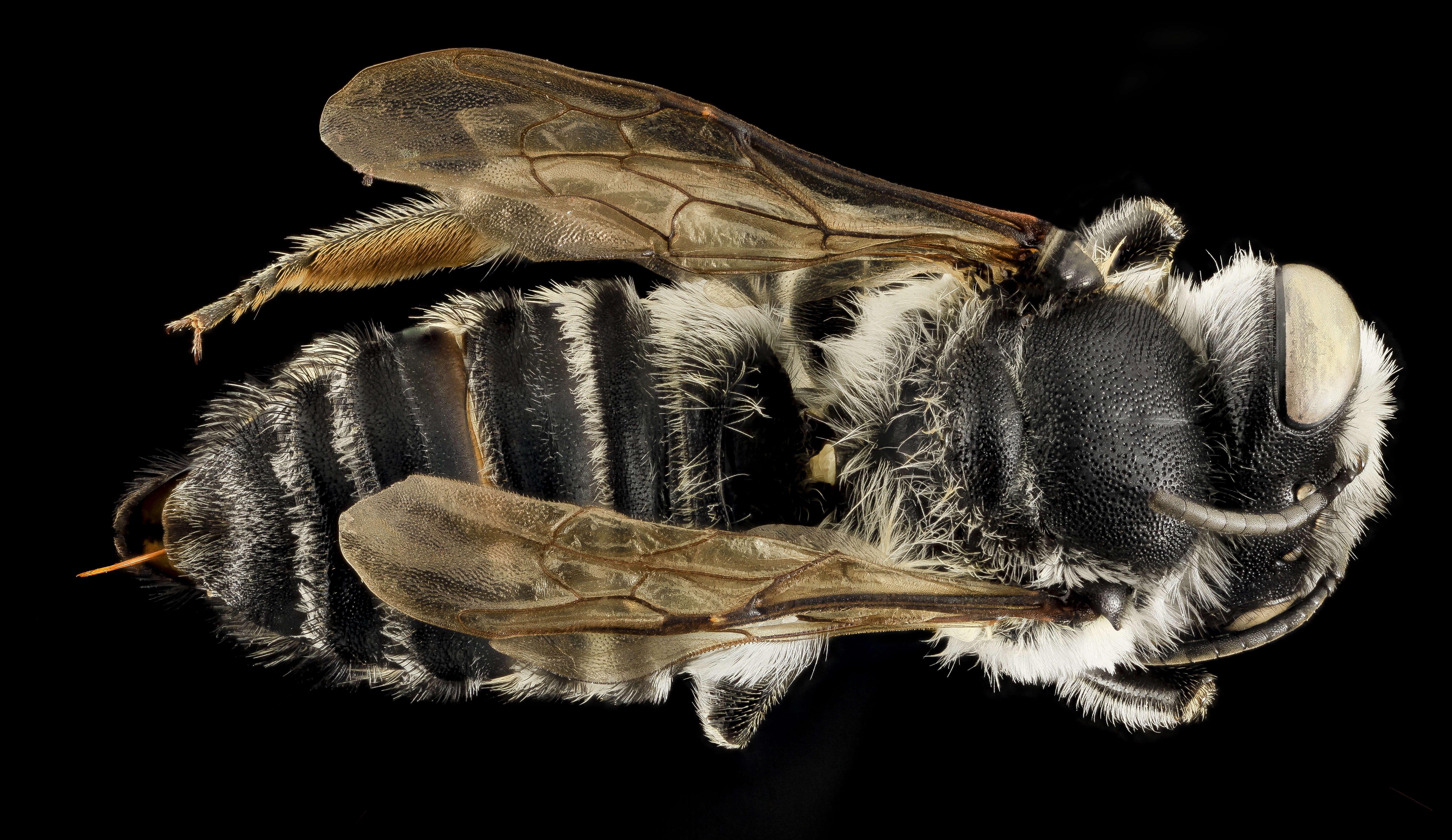 Image of Megachile addenda Cresson 1878