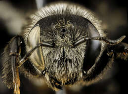 Image of Wood-nesting bee