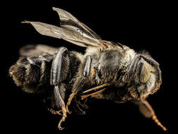 Image of Wood-nesting bee