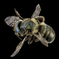 Image of Osmia inspergens Lovell & Cockerell 1907