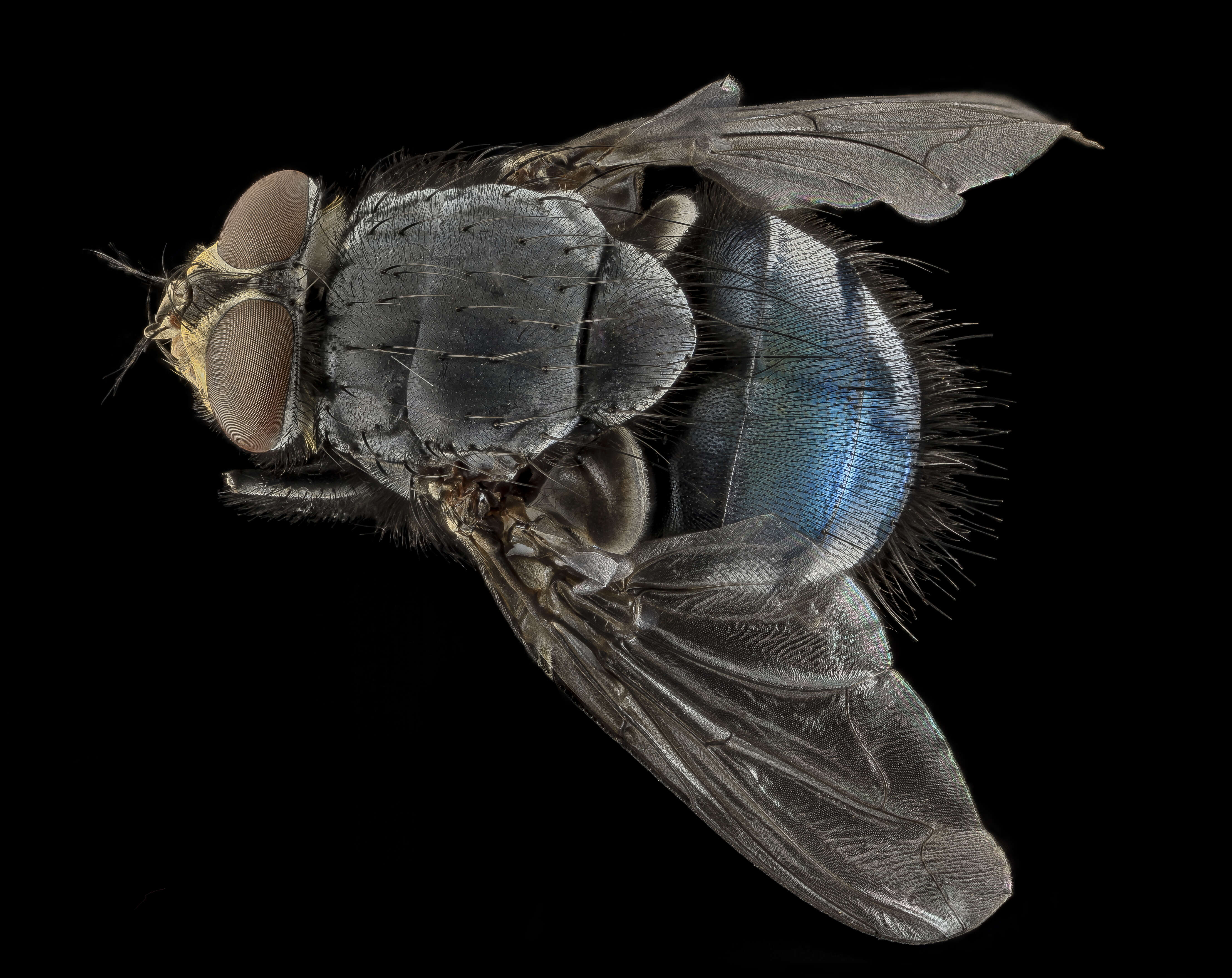 Imagem de Calliphora vicina Robineau-Desvoidy 1830