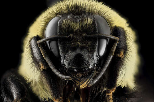 Image of Brown-belted Bumblebee