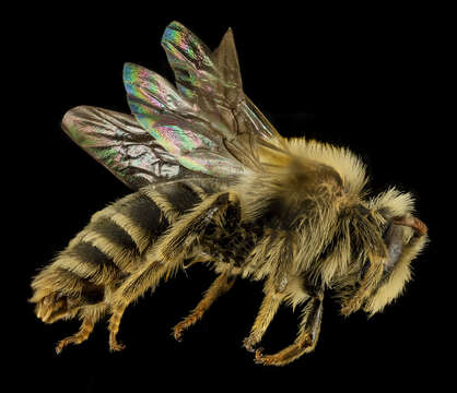 Image of Andrena gardineri Cockerell 1906