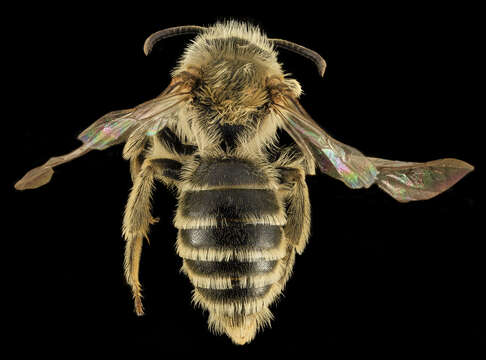 Image of Andrena gardineri Cockerell 1906