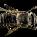 Image of Wood-nesting bee