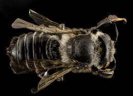 Image of Wood-nesting bee