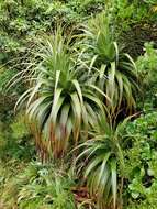 Image de Dracophyllum fiordense W. R. B. Oliv.