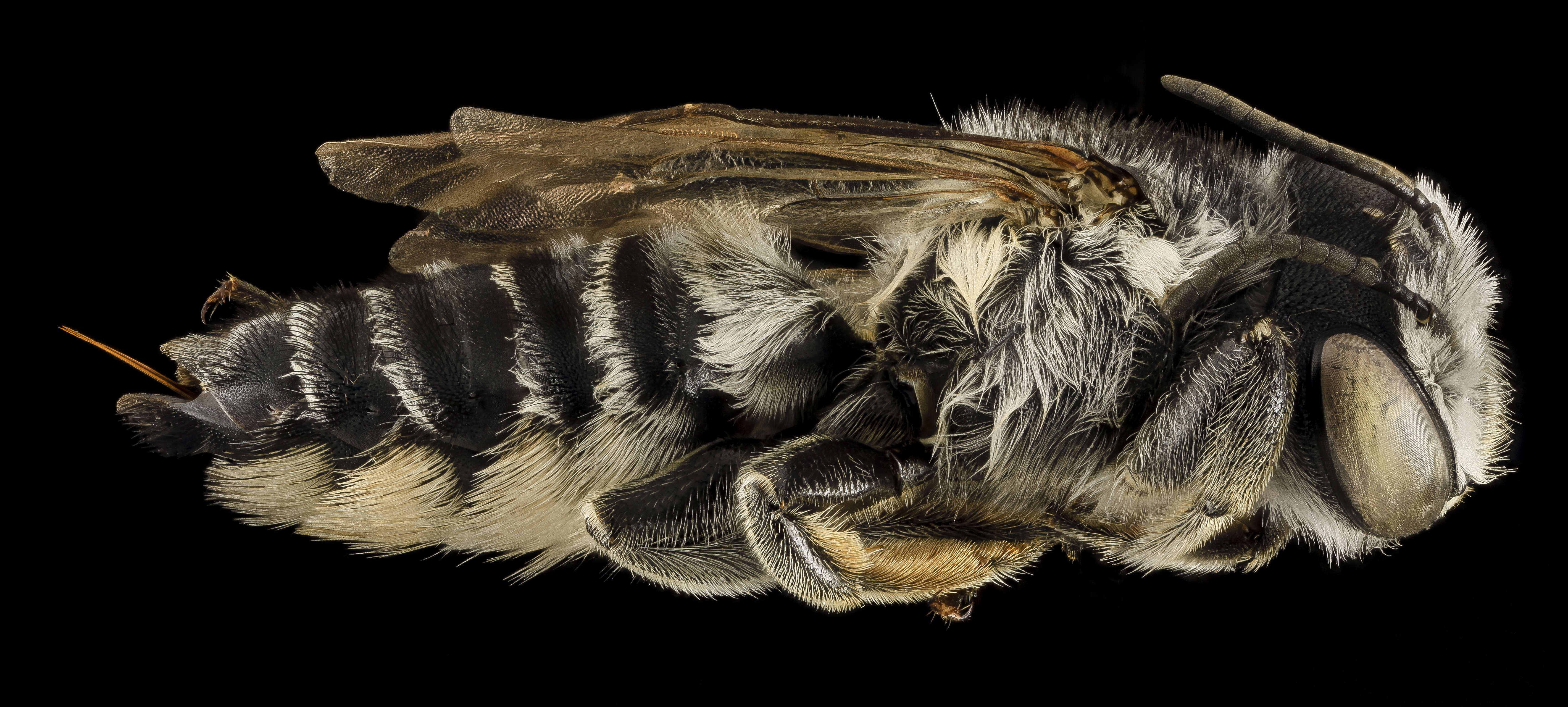 Image of Megachile addenda Cresson 1878