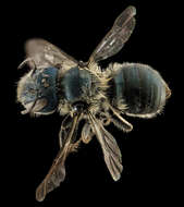 Image of Osmia virga Sandhouse 1939