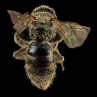 Image of Lasioglossum admirandum (Sandhouse 1924)