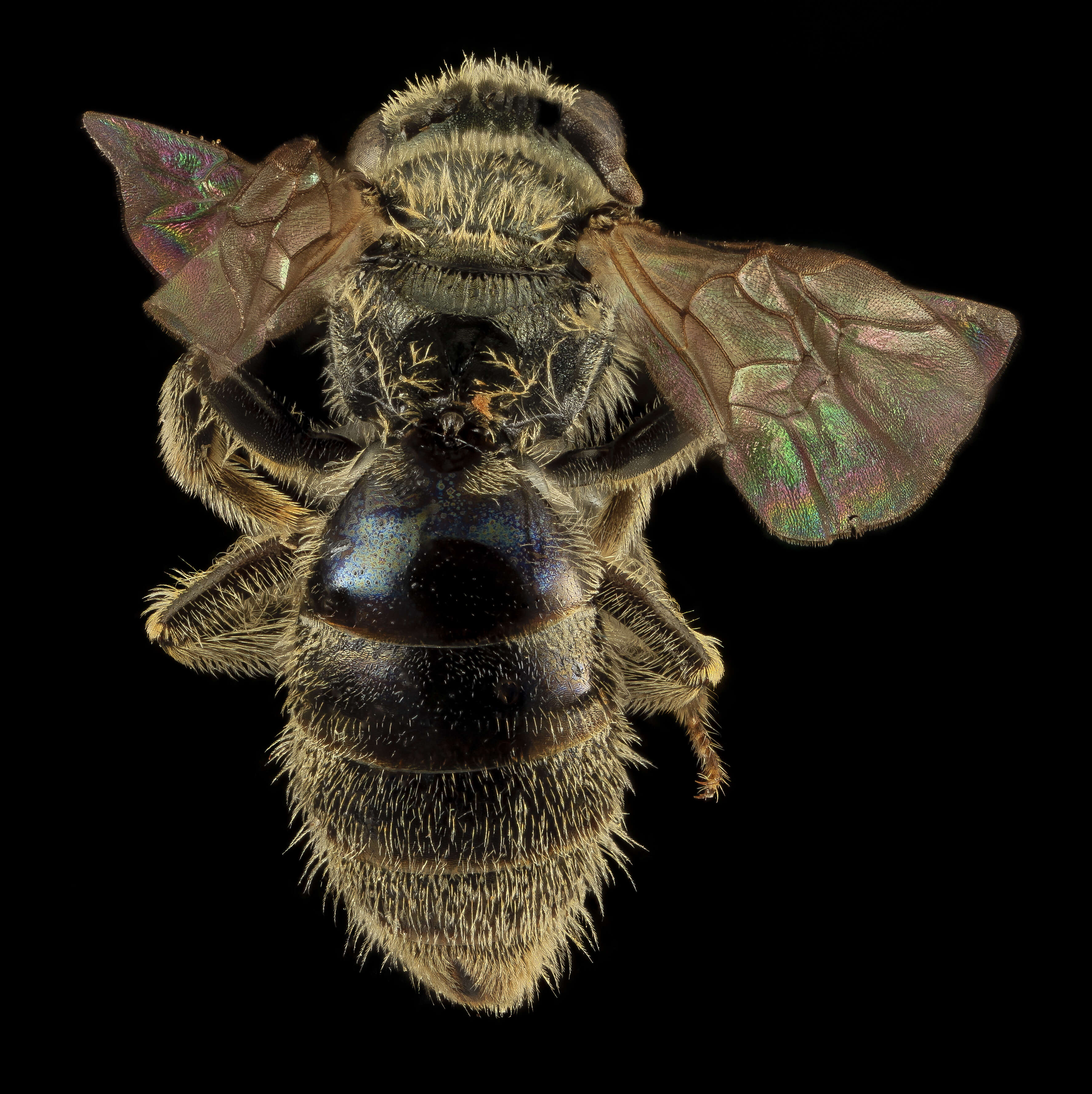 Image of Lasioglossum admirandum (Sandhouse 1924)