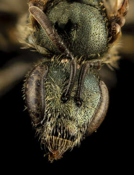 Image of Lasioglossum admirandum (Sandhouse 1924)