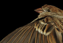 Image of Field Sparrow