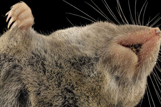 Image of American short-tailed shrew