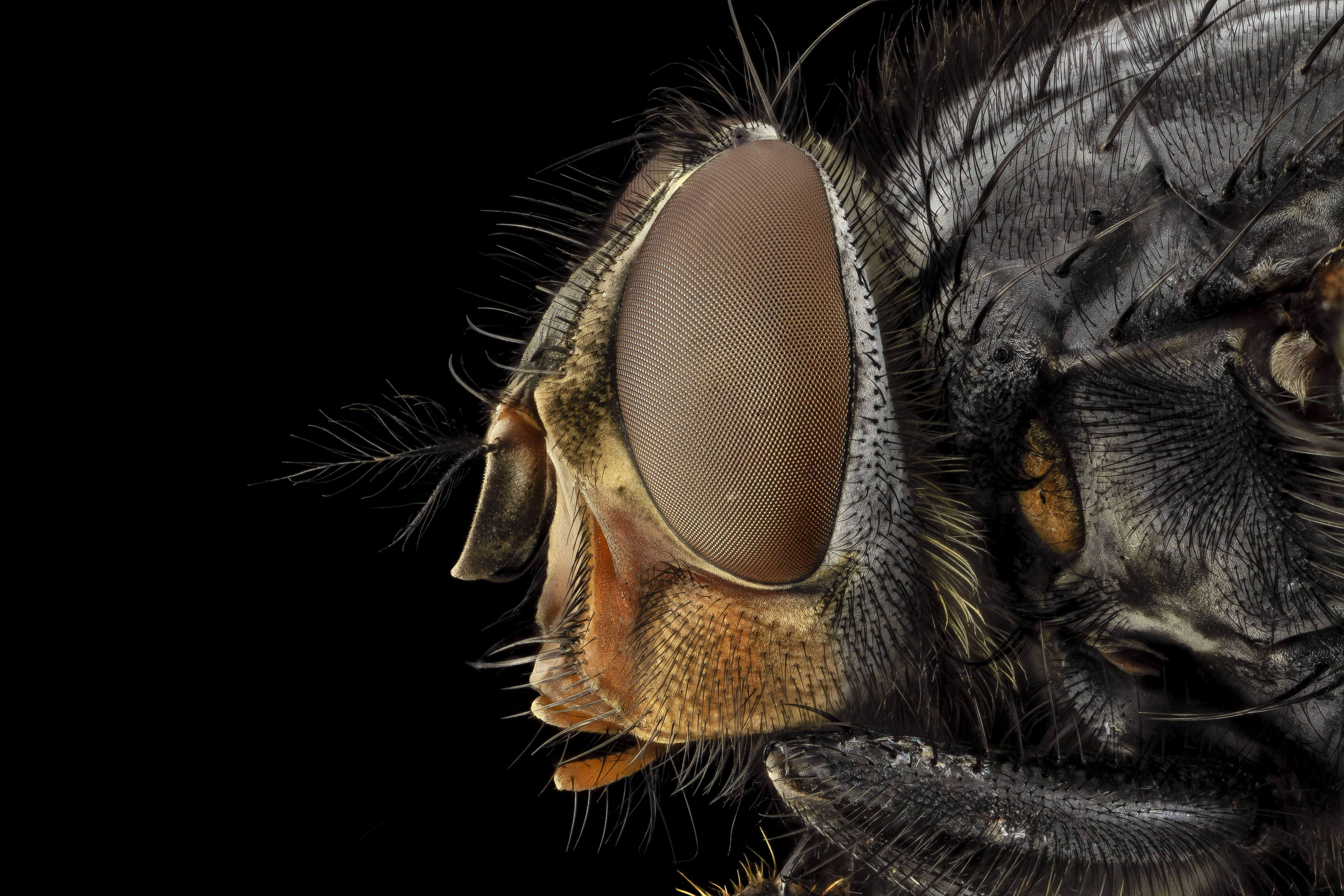 Image of Blue blowfly