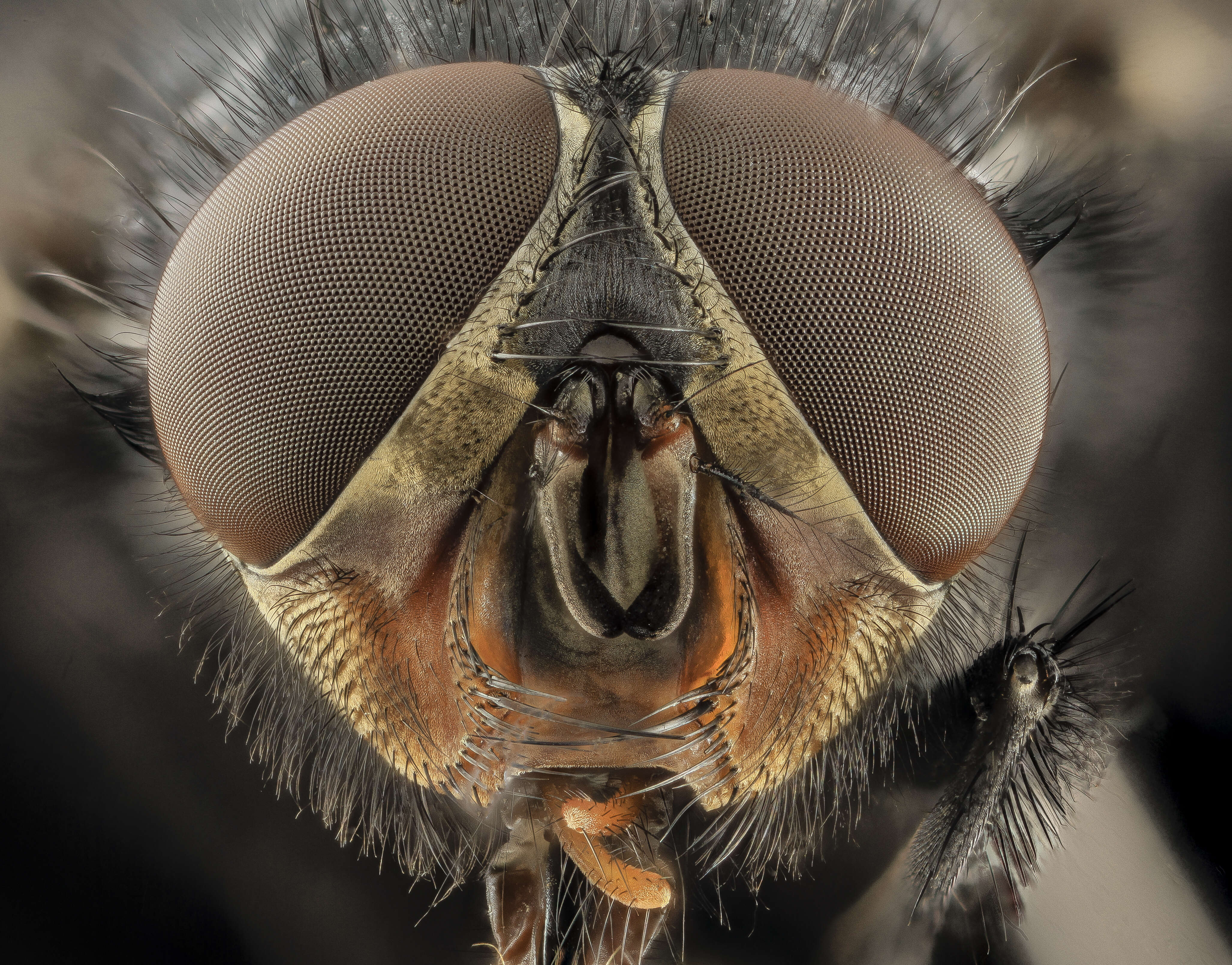 Image of Blue blowfly