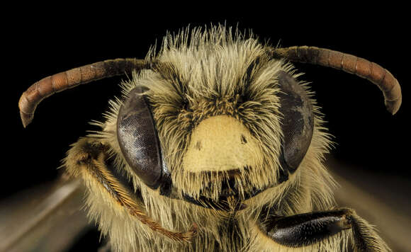 Image of Andrena gardineri Cockerell 1906