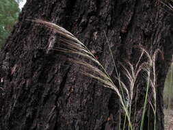 Image of Austrostipa nodosa (S. T. Blake) S. W. L. Jacobs & J. Everett