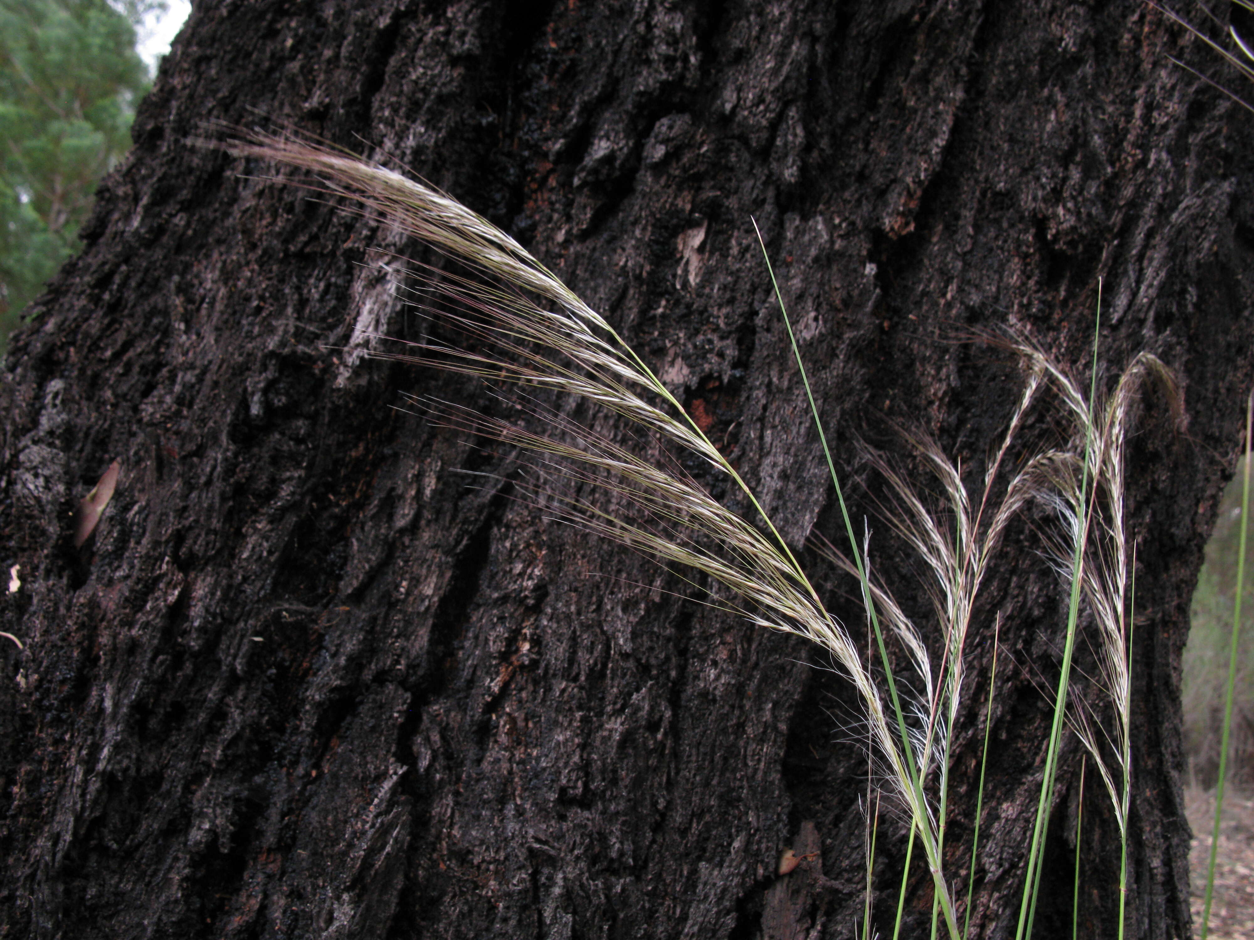 Image of Austrostipa nodosa (S. T. Blake) S. W. L. Jacobs & J. Everett