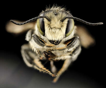 Image of Flat-tailed Leaf-cutter Bee