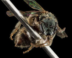 Image of Lasioglossum tamiamense (Mitchell 1960)