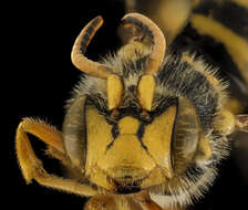 Image of Nomada affabilis Cresson 1878