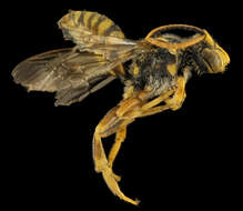 Image of Nomada affabilis Cresson 1878