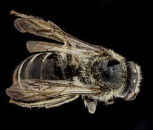 Colletes thysanellae Mitchell 1951 resmi