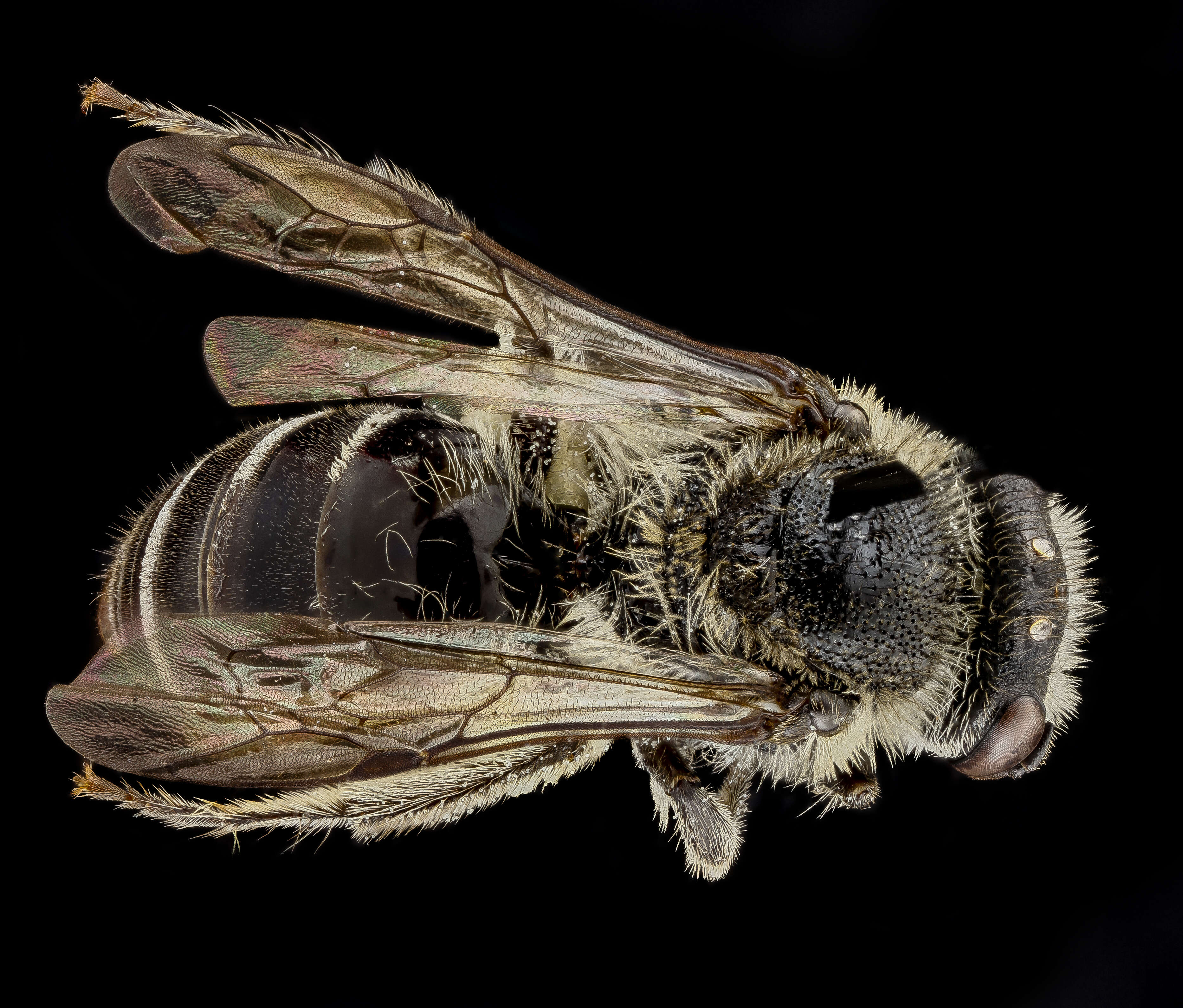 Colletes thysanellae Mitchell 1951 resmi