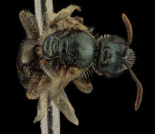 Image of Lasioglossum longifrons (Baker 1906)