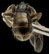 Image of Lasioglossum longifrons (Baker 1906)